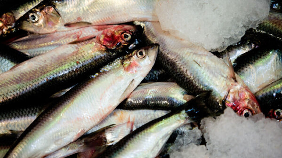 Nu hvor EU har igangsat sin boykot mod sild fanget af de færøske fiskere, håber fiskerne at sælge til Kina og Rusland,