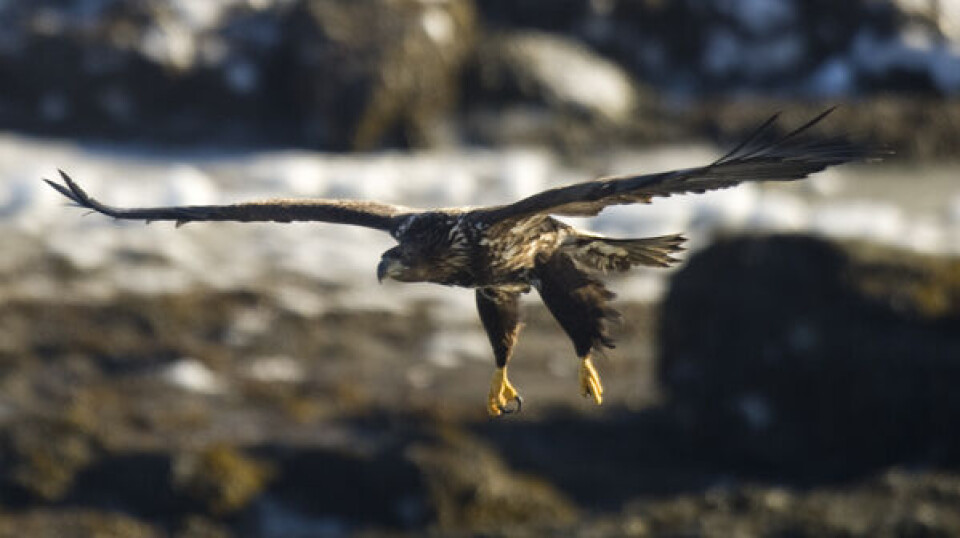 Naturinstituttet mener, at en indleveret havørn tangerer verdensrekord med sin størrelse. Arkivfoto: Leiff Josefsen