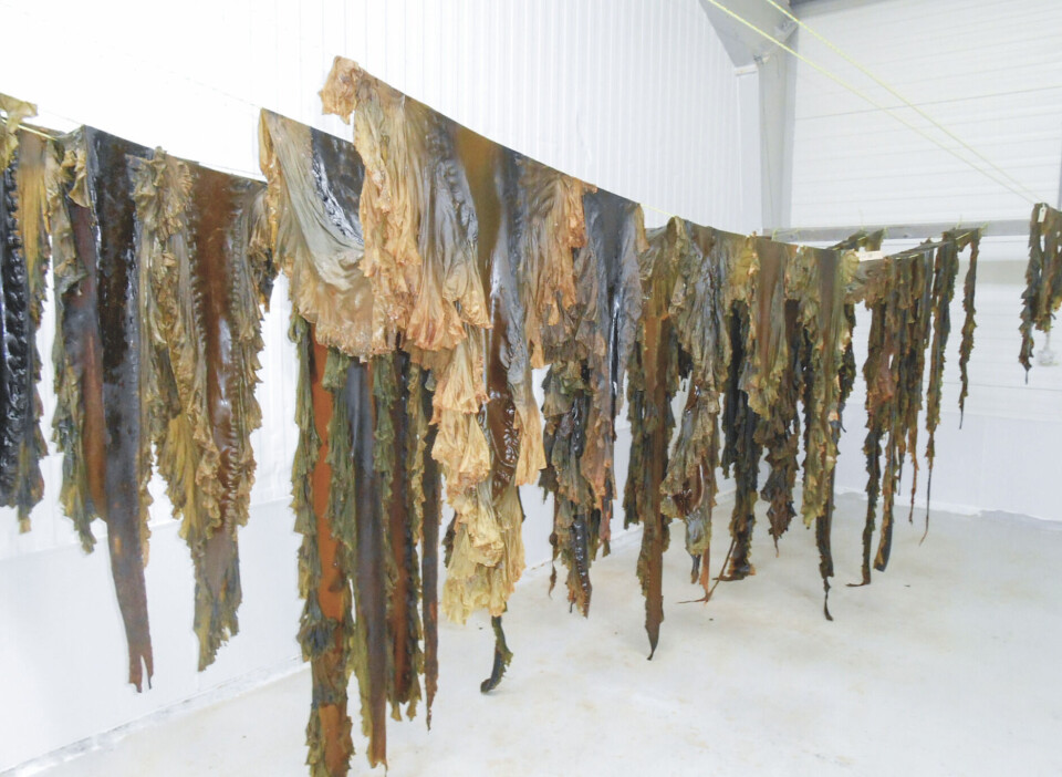 er en af de iværksættere, der deltager på messen i Århus 6.-7. september. Han sælger grønlandsk tang, som ses her på tørresnoren. Maki Seaweed