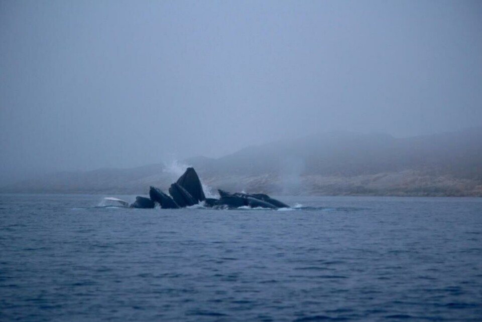 Sermersooq freder pukkelhvaler i Nuuks fjord