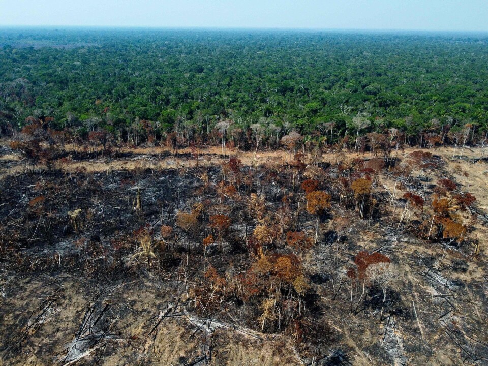 Amazonas er et af de skovområder, hvor der hvert år bliver fældet træer.
