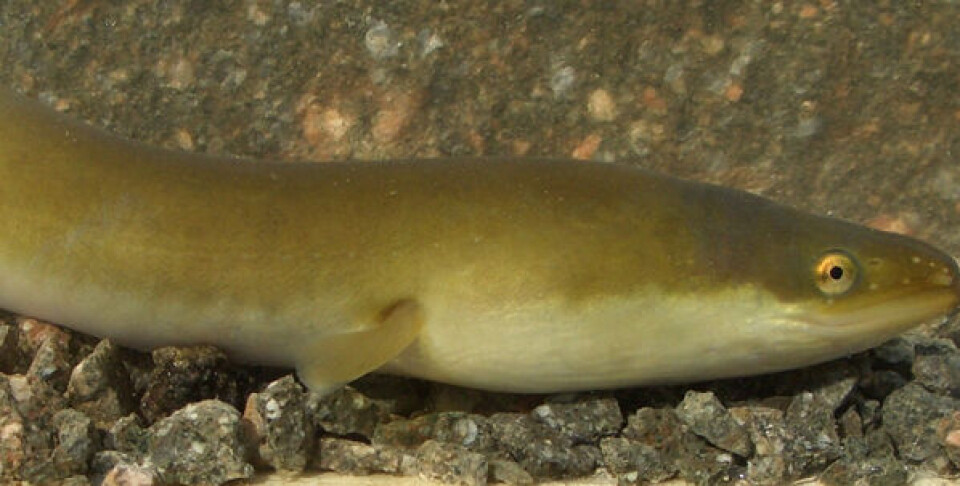 Ålen er et mærkeligt dyr, der gennem sit liv vandrer tusindvis af kilometer. Foto: Grønlands Naturinstitut.