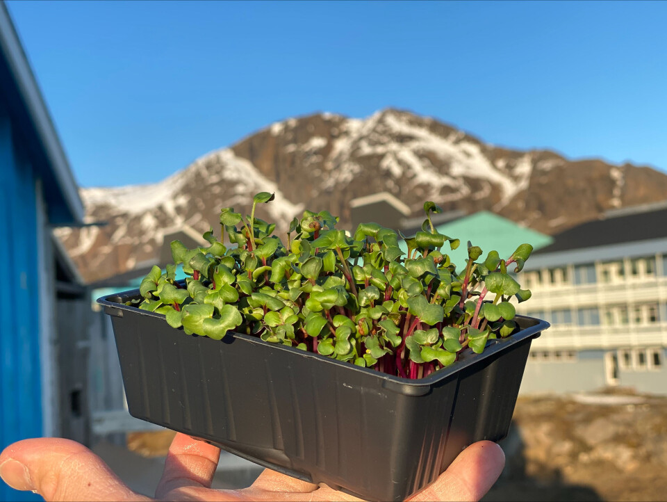 Grøntsager i små udgaver kan snart købes i Brugseni Sisimiut. Den grønlandske virksomhed bag mikrogrøntsagerne ser muligheder i selvforsyning af grønt i Grønland.