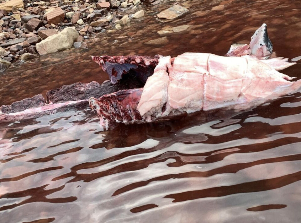 Narhvalkød og knogler bliver efterladt i naturen. Kun mattak bliver taget af ret mange fangere, fortæller tidligere fanger i Qaanaaq. Privatfoto PrivatfotoNarhvalkød og knogler bliver efterladt i naturen. Kun mattak bliver taget af ret mange fangere, fortæller tidligere fanger i Qaanaaq. Privatfoto PrivatfotoNarhvalkød og knogler bliver efterladt i naturen. Kun mattak bliver taget af ret mange fangere, fortæller tidligere fanger i Qaanaaq. Privatfoto Privatfoto