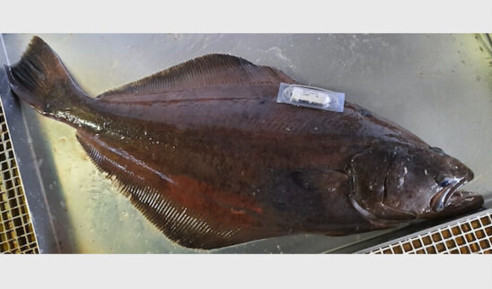 Stor undersøgelse af hellefisk i Østgrønland