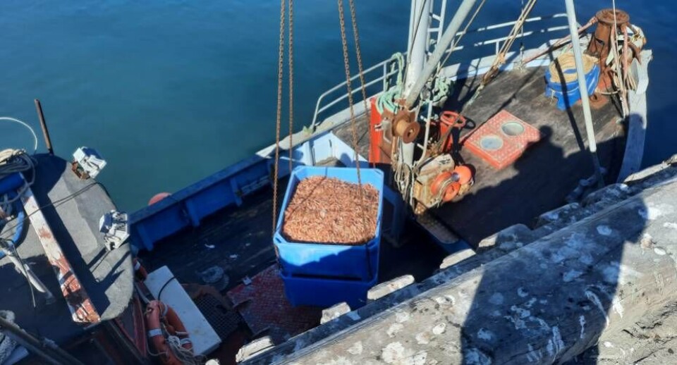 I stedet for at smide 625 kasser rejer tilbage i havet kunne nøjes med at kassere 220 kasser efter at GFLK fandt en fejl i deres undersøgelser af sagen. Polar Seafood