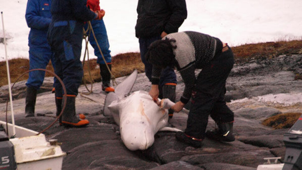 Der blev fanget en hvidhval i Nuuk tirsdag formiddag. Foto: Aningo Broberg Foto: Aningo Broberg Der blev fanget en hvidhval i Nuuk tirsdag formiddag. Foto: Aningo Broberg Foto: Aningo Broberg Der blev fanget en hvidhval i Nuuk tirsdag formiddag. Foto: Aningo Broberg Foto: Aningo Broberg