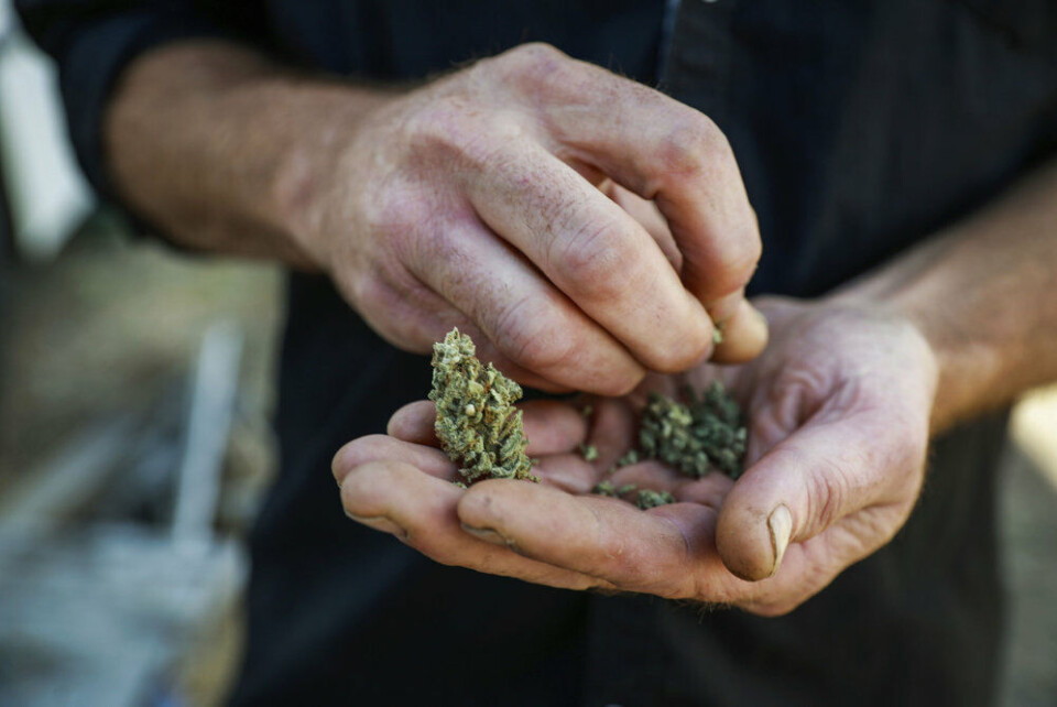 Sundhedsmyndighederne i Schweiz oplyser ifølge nyhedsbureauet AFP, at flertallet af indbyggerne i landet er positive over for legalisering af cannabis. (Arkivfoto).