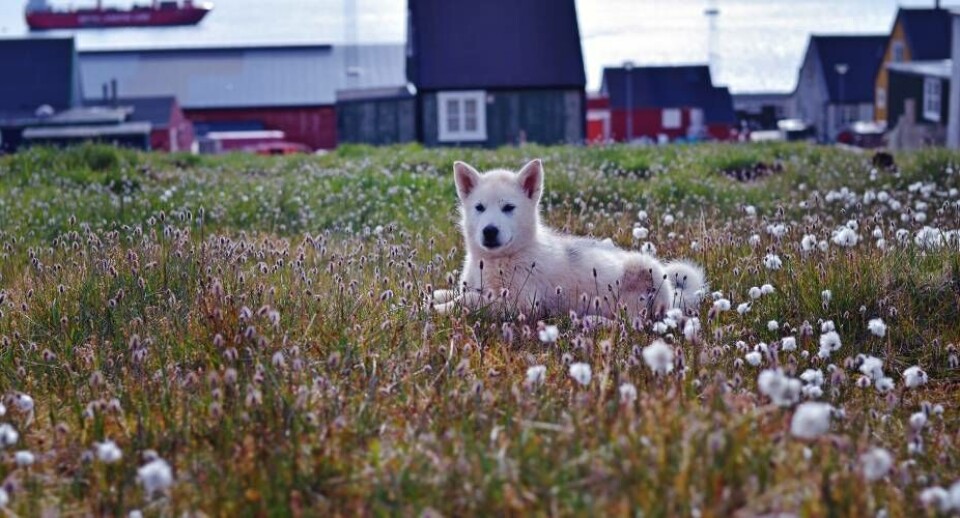 Masser af hvalpe nyder det frie hundeliv i Qaanaaq Nicola Abraham for Foreningen Grønlandske BørnSkibet måtte forsøge tre gange før det kunne komme ind med de længe ventet madvarer og post Nicola Abraham for Foreningen Grønlandske BørnSøndag var de frivillige ude at vandre og blev mødt af nogle børn Nicola Abraham for Foreningen Grønlandske Børn Nicola Abraham for Foreningen Grønlandske BørnDet gode vejr bliver udnyttet med masser af udendørs aktiviteter Nicola Abraham for Foreningen Grønlandske BørnFred og ro og smukudsigt Nicola Abraham for Foreningen Grønlandske BørnLørdag blev hele byen inviteret til at smage mad fra alle de frivilliges hjemlande, til at lære de frivillige at kende og til at deltage i en masse lege Nicola Abraham for Foreningen Grønlandske BørnMasser af glade børn Nicola Abraham for Foreningen Grønlandske BørnMasser af hvalpe nyder det frie hundeliv i Qaanaaq Nicola Abraham for Foreningen Grønlandske BørnSkibet måtte forsøge tre gange før det kunne komme ind med de længe ventet madvarer og post Nicola Abraham for Foreningen Grønlandske BørnSøndag var de frivillige ude at vandre og blev mødt af nogle børn Nicola Abraham for Foreningen Grønlandske Børn Nicola Abraham for Foreningen Grønlandske BørnDet gode vejr bliver udnyttet med masser af udendørs aktiviteter Nicola Abraham for Foreningen Grønlandske BørnFred og ro og smukudsigt Nicola Abraham for Foreningen Grønlandske BørnLørdag blev hele byen inviteret til at smage mad fra alle de frivilliges hjemlande, til at lære de frivillige at kende og til at deltage i en masse lege Nicola Abraham for Foreningen Grønlandske BørnMasser af glade børn Nicola Abraham for Foreningen Grønlandske Børn