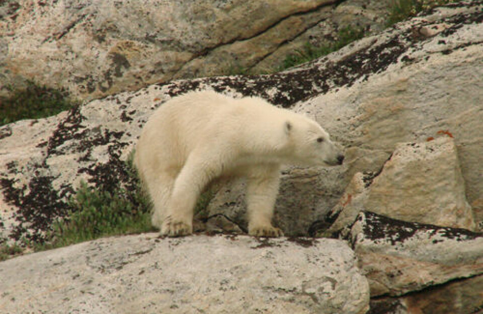 Isbjørn observeret ved Nuuk