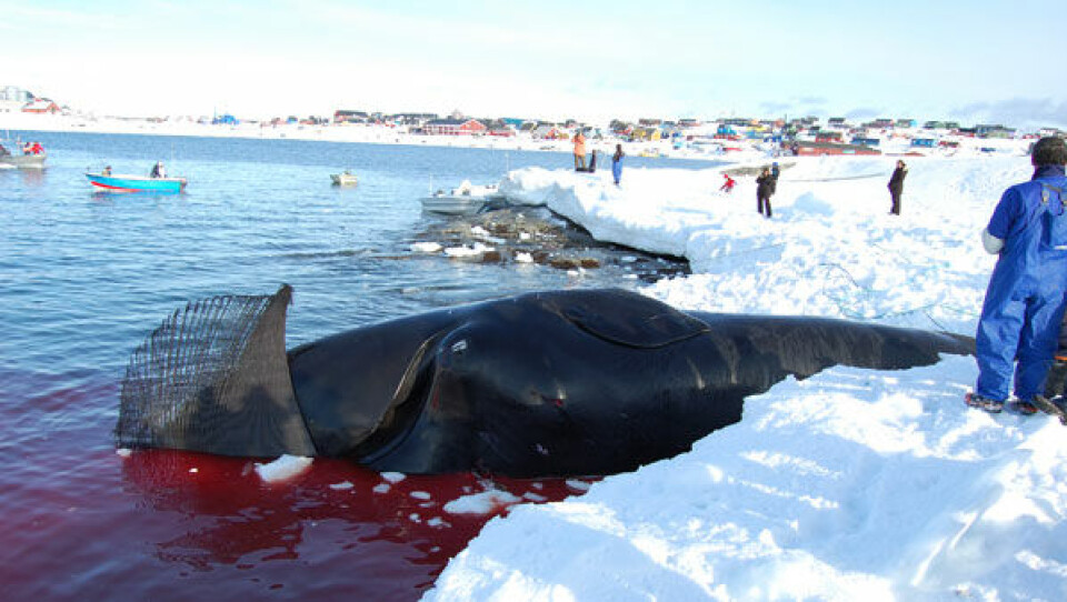 Fangst af grønlandshval blev genoptaget i 2009. Foto: Saalamiit Møller-Lorentzen
