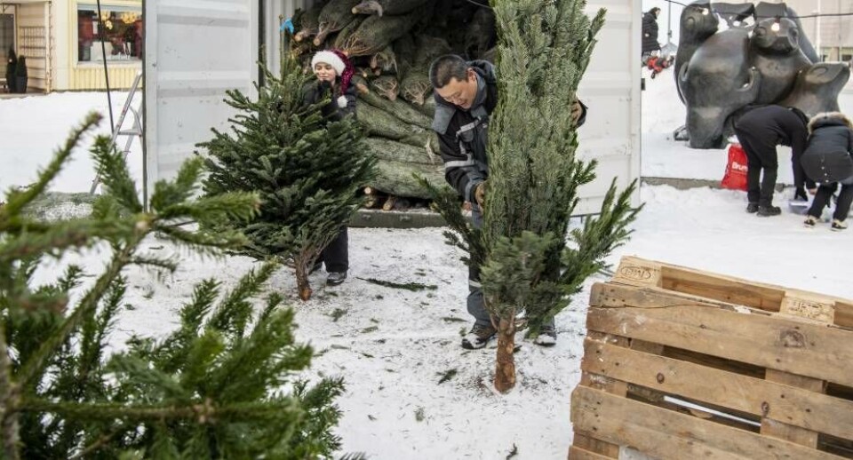 Allerede første søndag i advent var der godt gang i juletræssalget på Amisut-pladsen i Nuuks centrum.