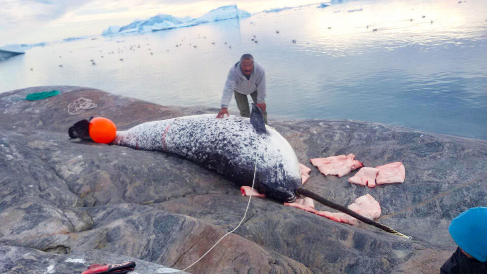 – I år var der ingen fangere fra Kullorsuaq, som tog del i hvid- og narhvalsfangsten, fordi kvoten allerede var opbrugt, da isen brød op i farvandet omkring Kullorsuaq. Derfor er det vigtigt at indføre bygdekvoter, siger Timoteus Petersen, som er formand for fisker- og fangerforeningen i Kullorsuaq. Han har tidligere fanget mange hvid- og narhvaler fra sin qajaq.