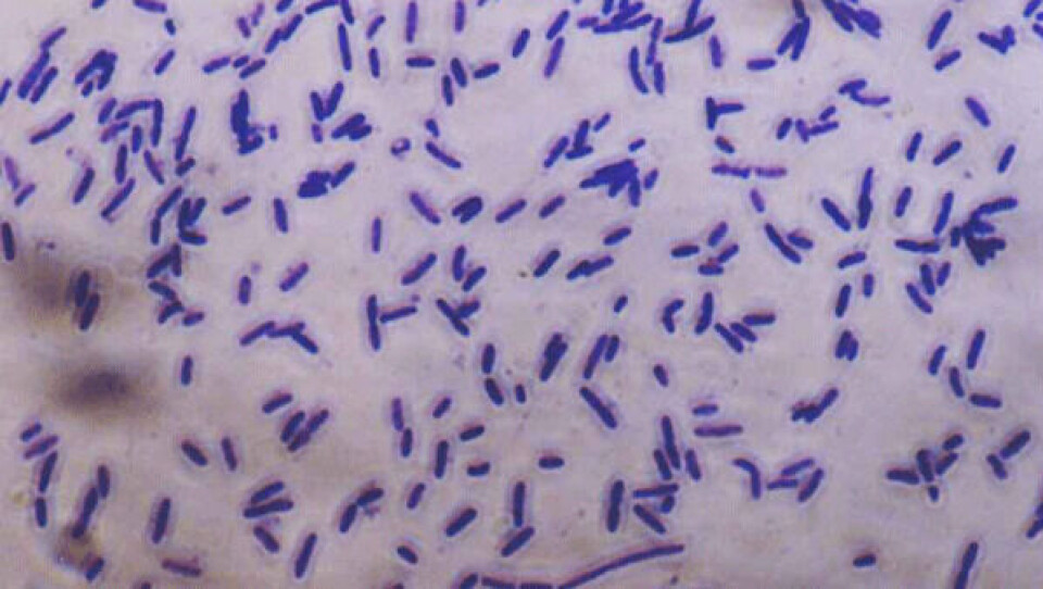 Det store forbrug af antibiotika skal bremses, mener sundhedsminiser Astrid Krag. Foto: University of Alberta