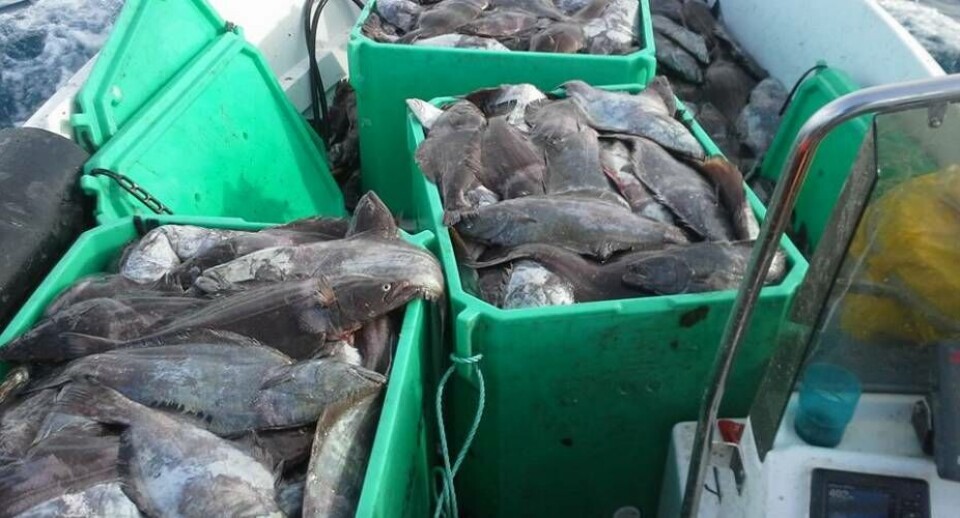 Fiskeri efter hellefisk i Sydgrønland er i positiv udvikling, og i sommer besluttede Naalakkersuisut at forhøje årskvoten på 420 tons med yderligere 350 tons for forvaltningsområde Paamiut og Qaqortoq for at sikre både produktion på fiskefabrikkerne og fiskeriet året ud.