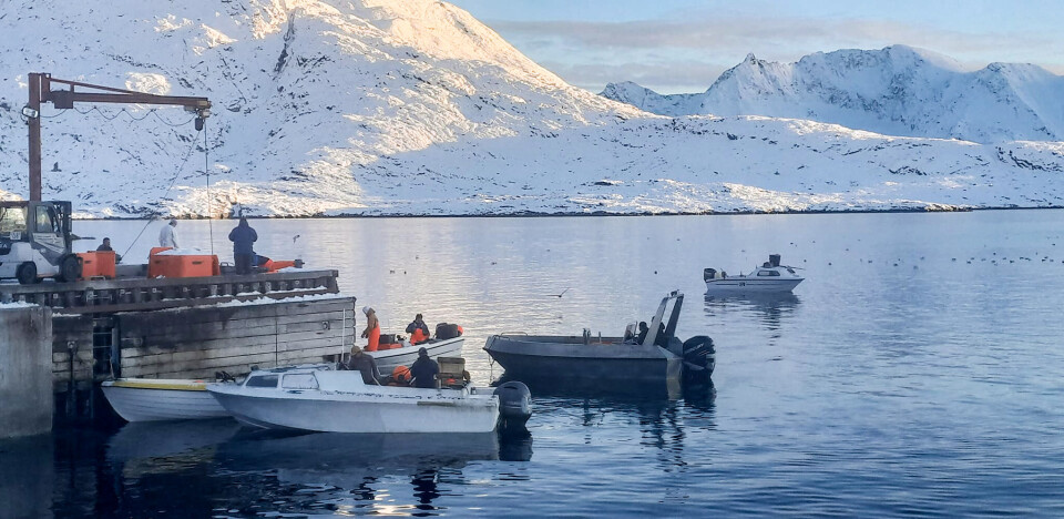 Dagens fangst er klar til at blive leveret til Kuummiut-fabrikken.