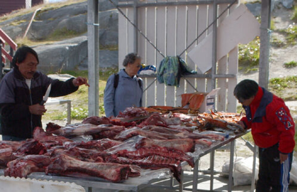 Frisk rensdyrkød kan købes på Brættet fra 1 august.