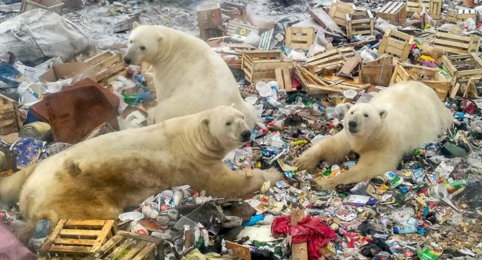 Også i fjor var der problemer med varmt klima i det nordøstlige Rusland. Her roder sultne bjørne rundt på en losseplads nær landsbyen Belusjija Guba den 31. oktober 2018.