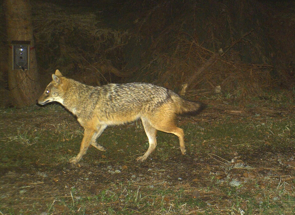 Guldsjakal - denne fotograferet i den tyske nationalpark Bayerischer Wald