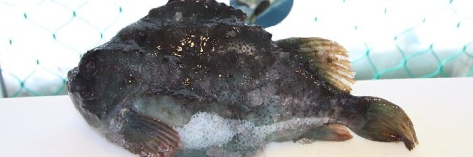Kiloprisen på stenbiderrogn falder med minimum 15 kroner, hvis ikke MSC-certifikatet generhverves. Det mener bestyrelsesformanden for Polar Seafood, Henrik Leth. Stenbider-sæsonen begynder i dag