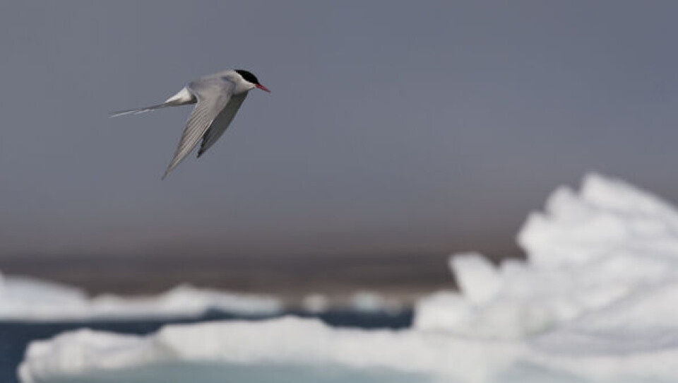 Havternen tilbagelægger i alt 71.000 kilometer på sin tur sydpå og tilbage igen. Foto: Carsten Egevang Havterneflokken deler sig mod syd og flyver i et 'S' hjem til Arktis. Ill.: www.artictern.info Havternen tilbagelægger i alt 71.000 kilometer på sin tur sydpå og tilbage igen. Foto: Carsten Egevang Havterneflokken deler sig mod syd og flyver i et 'S' hjem til Arktis. Ill.: www.artictern.info Havternen tilbagelægger i alt 71.000 kilometer på sin tur sydpå og tilbage igen. Foto: Carsten Egevang Havterneflokken deler sig mod syd og flyver i et 'S' hjem til Arktis. Ill.: www.artictern.info