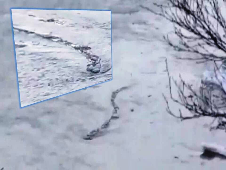 Det islandske sø-monster på svømmetur i en elv. Men søslangens bevægelser er lige lovligt robotagtige, mener ekspert. Sømonster fra Island. Men er det ægte? Døm selv. Kilde: youtube.com Det islandske sø-monster på svømmetur i en elv. Men søslangens bevægelser er lige lovligt robotagtige, mener ekspert. Sømonster fra Island. Men er det ægte? Døm selv. Kilde: youtube.com Det islandske sø-monster på svømmetur i en elv. Men søslangens bevægelser er lige lovligt robotagtige, mener ekspert. Sømonster fra Island. Men er det ægte? Døm selv. Kilde: youtube.com