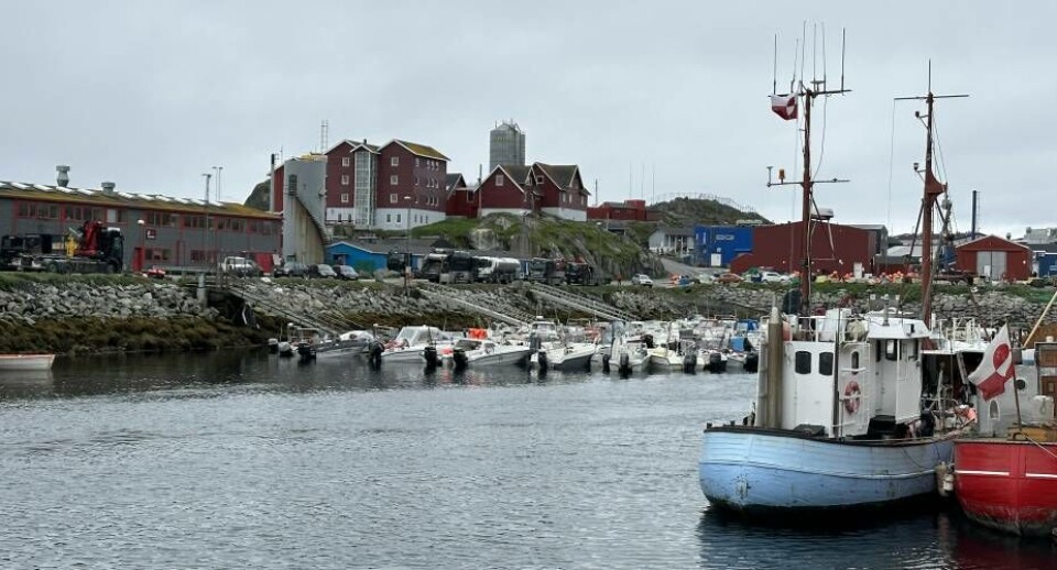 Fangere får mulighed for at fange op til 2.800 marsvin i Vestgrønland i 2025, hvis Naalakkersuisut gennemfører at forslag, som er sendt i høring.
