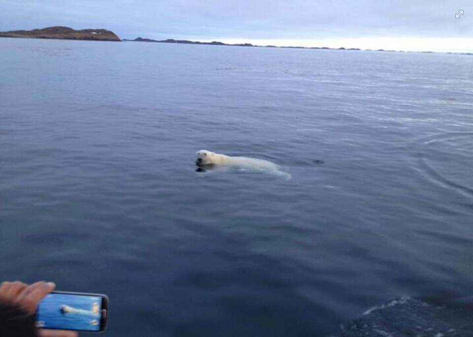 Flere både flokkedes til Nordlandet onsdag aften, da rygtet om bjørnen kom til hovedstaden. Der blev taget billeder fra minimum tre både