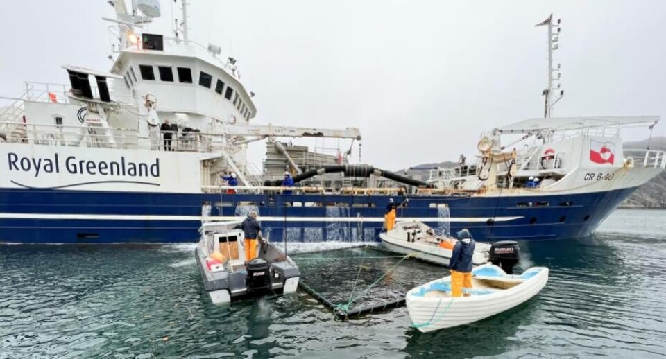 En såkaldt brøndbåd fra Royal Greenland er her i gang med at modtage levende fisk fra fiskere fra Maniitsoq-området. Brøndbåden transporterer derefter torskene til havvandsbassiner ved fabrikken i Maniitsoq, indtil fabrikken har kapacitet til at tage dem og blandt andet producere Nutaaq-fileter, der i øjeblikket sælges til toppriser for omkring 100 kroner kiloet i USA.