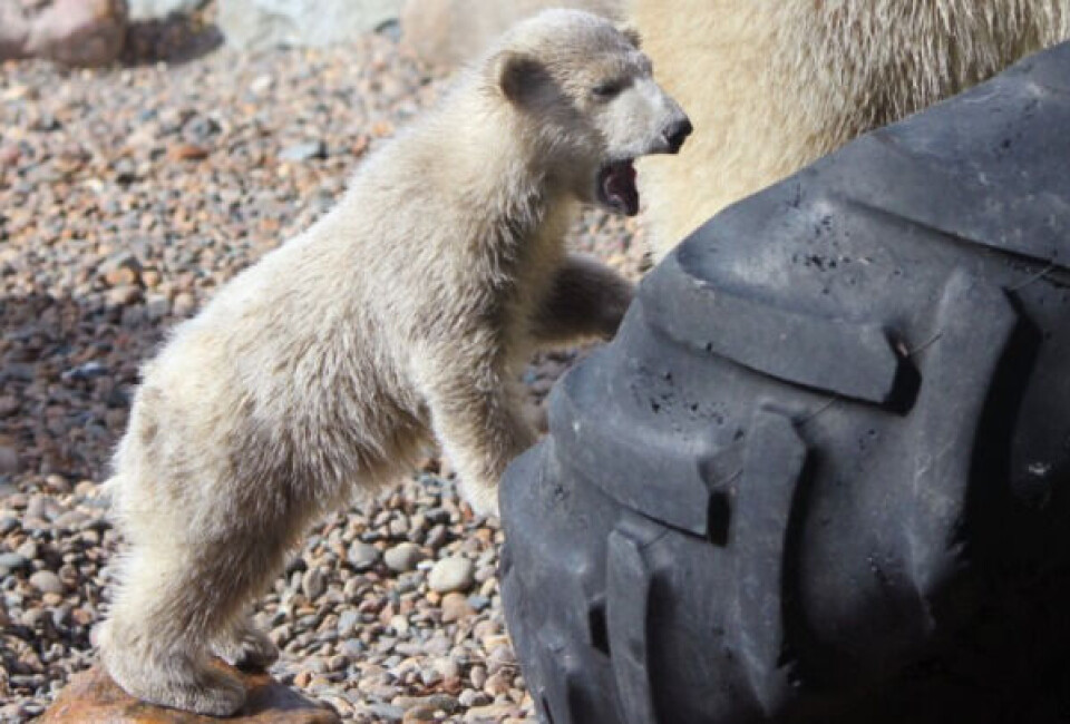 Der var 15 navne at vælge mellem. De fleste stemmer faldt på navnet Augo. Foto: Aalborg Zoo