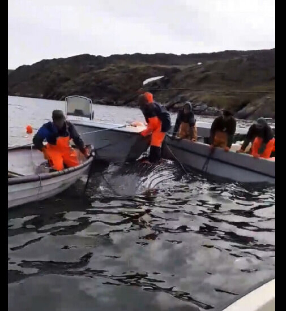 Pukkelhval vinklet ind i bundgarn i Nuuk Fjorden