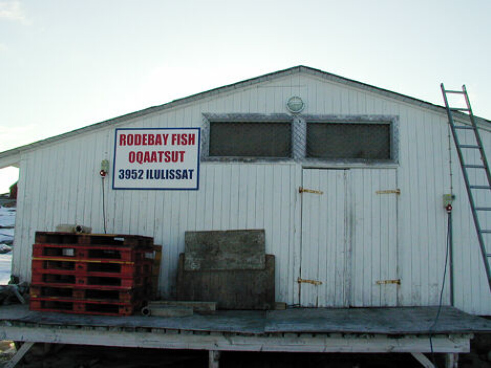 Rodebay Fish i Oqaatsut producerer blandt andet ræklinger - og trues nu af priskrigen mellem Halibut Greenland og Royal Greenland, lyder det fra nordkommunens borgmester. Foto: Arkiv