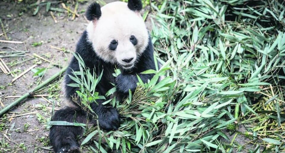 Pandaerne Xing Er og Mao Sun er meget mere end pandaer i Københavns Zoologiske Have. De symboliserer også det gode handelssamarbejde ellem Danmark og Kina. Spørgsmålet er, hvilken betydning det får fremadrettet.