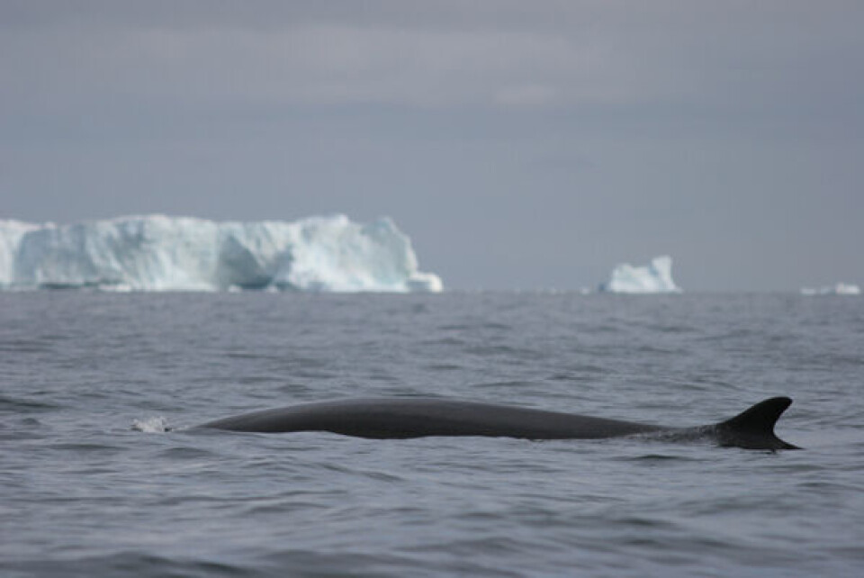 Finhval fotograferet i Diskobugten af Fernando Ugarte, Grønlands Naturinstitut.