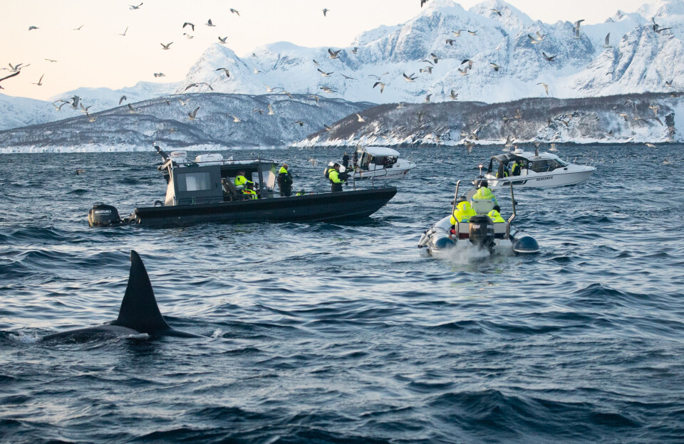 I Norge, Island og andre steder er man gået fra at ville udrydde spækhuggere til at tjene penge på at vise dem frem.