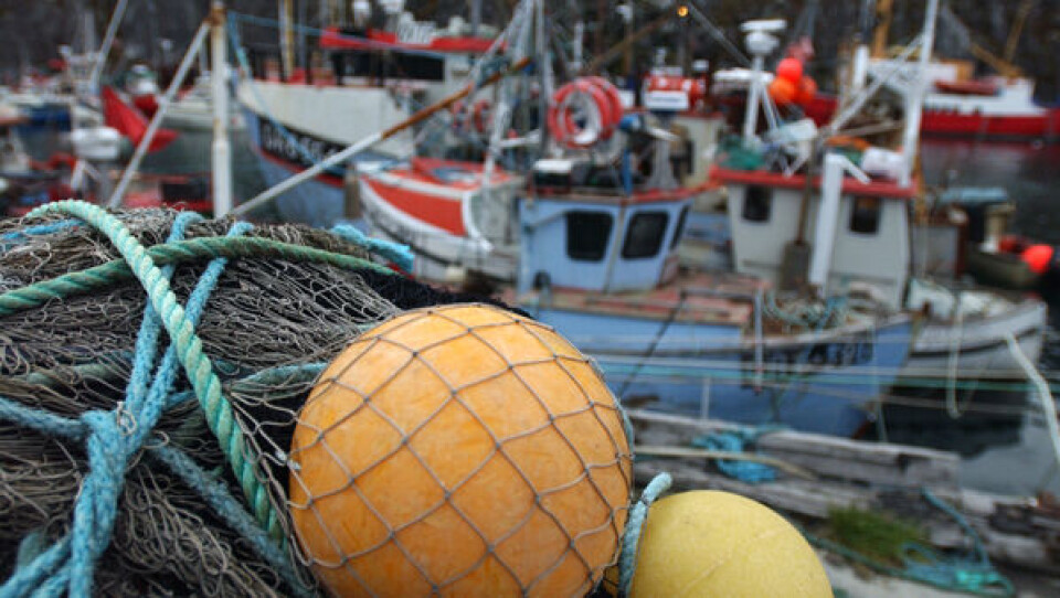 Sommerlodde lokker danske fiskere til grønlandsk farvand.Foto: Leiff Josefsen