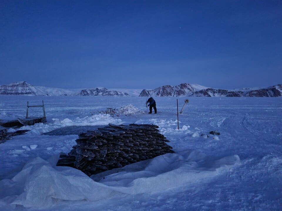 Ifølge Ujuut Olsen, som er fabrikschef i Qaanaaq er indhandlingsmængder af hellefisk faldet i år i forhold til samme periode i de forrige år. I perioden fra januar frem til starten af maj er der således blevet landet omkring 100 tons hellefisk mod omkring 170 tons i samme periode sidste år. Det meste af fiskeriet er flyttet til området ved Qeqertat.