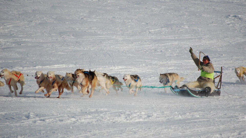 Gurna Zeeb, da han kom i mål sidste år, hvor han sluttede på anden pladsen. Foto: Saalamiit Møller Lorentzen
