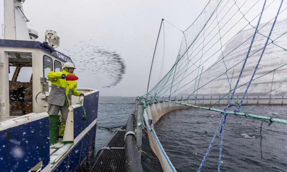 Der bruges specielt fiskefoder til laksen under opvæksten, der sikrer et produkt med megen omega-3 fiskeolie. Her er det fodring i Gøtuvik.