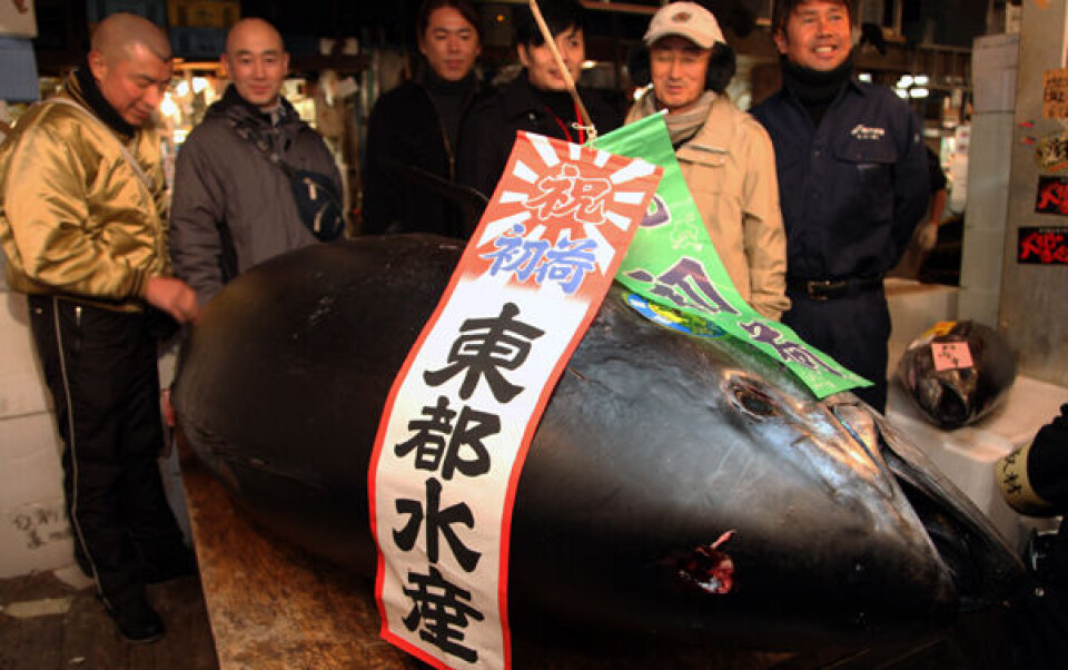 Så er pensionen hjemme. Fangst og salg af en blåfinnet tunfisk indbragte 2,2 millioner kroner i Tokyo i dag. Foto: ZUMAPRESS.com