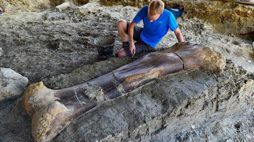 Kæmpe dinosaurknogle dukker op i Frankrig