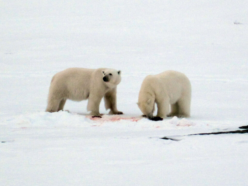 Bjørnene brød ind i et forrådskammer og fik fat i sælkød. Foto: Christian Kvist Christensen