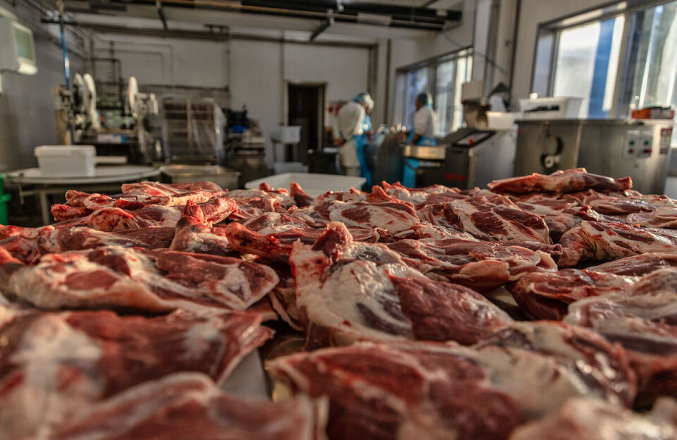 Neqi: Slagtesæsonen er gået godt