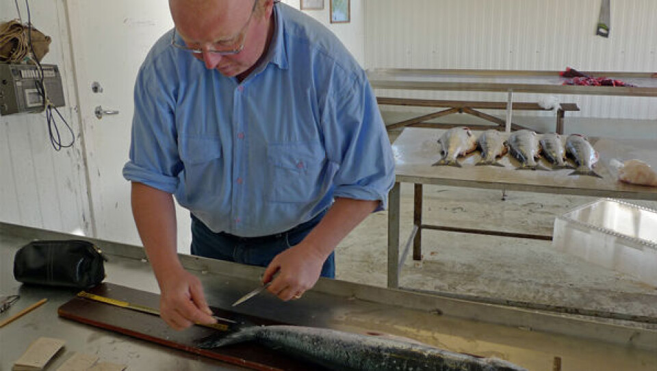 Patrick Gargan fra Central Fisheries Board i Irland er i gang med at undersøge laksene, der fanges ved Qaqortoq. Foto: Ole G. Jensen. Den lille rygfinne klippes af for at DNA-bestemme, hvor fisken kommer fra. Foto: Ole G. Jensen. Patrick Gargan fra Central Fisheries Board i Irland er i gang med at undersøge laksene, der fanges ved Qaqortoq. Foto: Ole G. Jensen. Den lille rygfinne klippes af for at DNA-bestemme, hvor fisken kommer fra. Foto: Ole G. Jensen. Patrick Gargan fra Central Fisheries Board i Irland er i gang med at undersøge laksene, der fanges ved Qaqortoq. Foto: Ole G. Jensen. Den lille rygfinne klippes af for at DNA-bestemme, hvor fisken kommer fra. Foto: Ole G. Jensen.