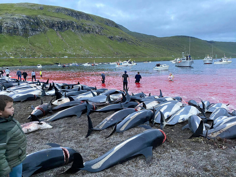 1423 delfiner af typen Hvidskæving blev slagtet på Færøerne den 12. september.