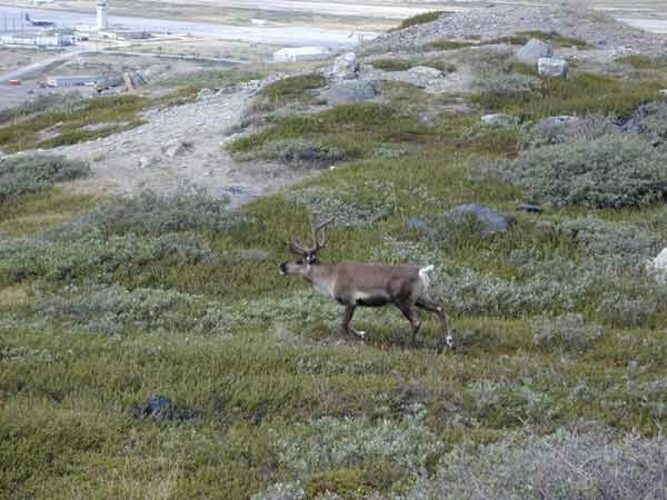 Kombinationen af mislykket forsøg på næstekærlighed, madmangel og en missionær er angiveligt baggrunden for myten om rensdyret Rudolf. Foto: Sermitsiaq