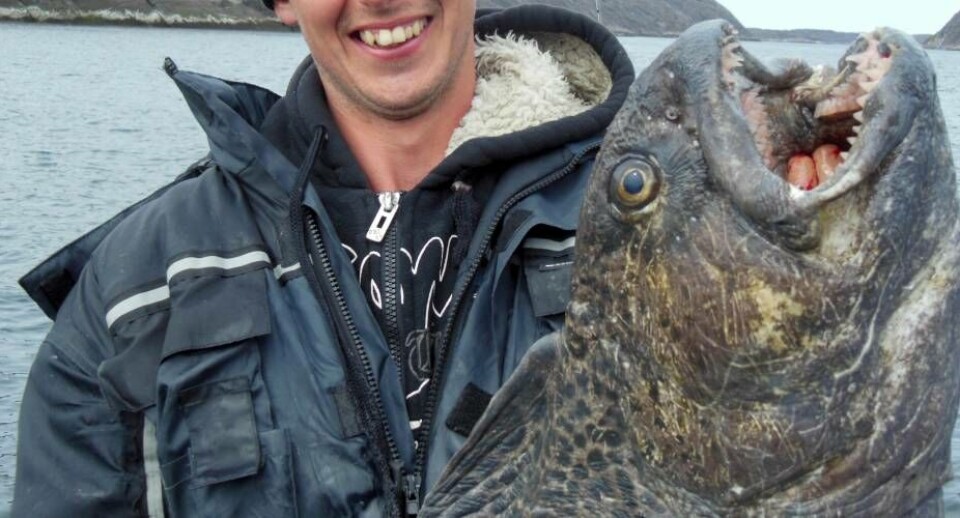 Lystfisker Sebastian Thomsen (s søn, red.) med én af flere havkatte han har fanget Jan Thomsen