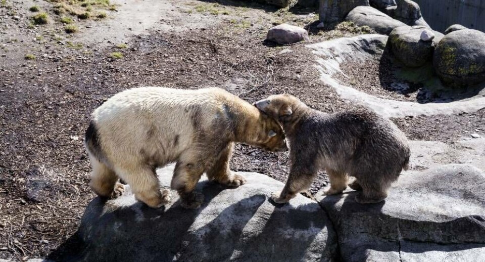De seneste uger har isbjørnehannen Nord og hunnen Noel boltret sig sammen i vand og på land i Zoo i København, og dyrepasserne har allerede set flere parringer.