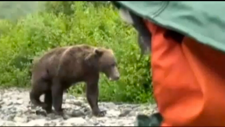 Alaskami takornariartut immikkorluinnaq misigisassipput video una naapertorlugu nanoq kajortoq qanillattorpallaatsiarpoq. Assi: Youtube