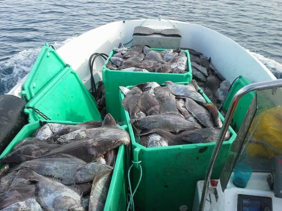 Hellefisken har i de seneste år ført til store modsætningsforhold mellem fiskere og biologer i Diskobugten. Årets gode fiskeri giver ikke anledning til øget bestand, lyder det fra Grønlands Naturinstitut.